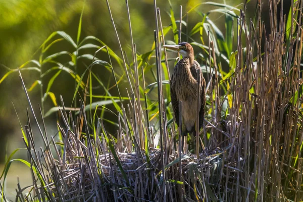 Een Paarse Reiger Verbergt Zich Het Verborgen — Stockfoto