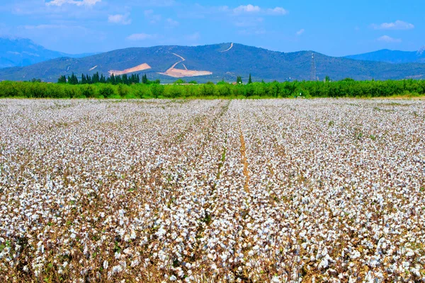 Cotton bud crop - landscape with copy space