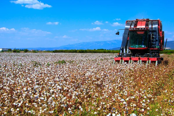 Cotton bud crop - landscape with copy space