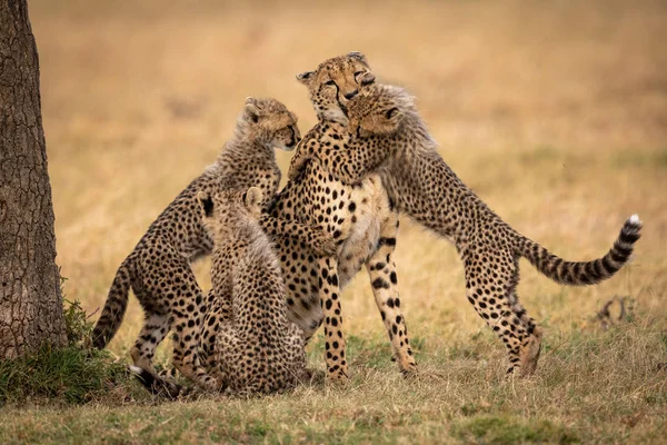 Tres Cachorros Guepardo Rodeando Madre Hierba —  Fotos de Stock