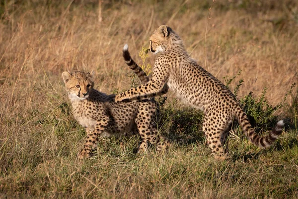 两只猎豹幼崽在草原上打架 — 图库照片