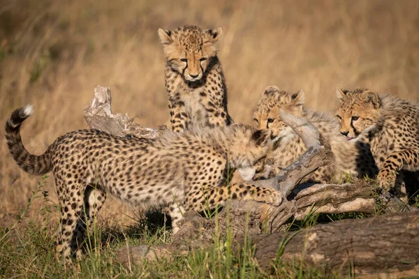 Třech Gepard Mláďata Sledovat Protokolu — Stock fotografie