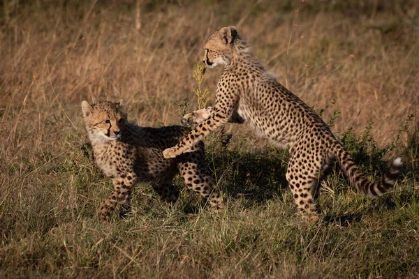 Deux Guépards Jouent Combat Sur Herbe — Photo