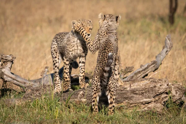 两只猎豹幼崽在日志上打斗 — 图库照片