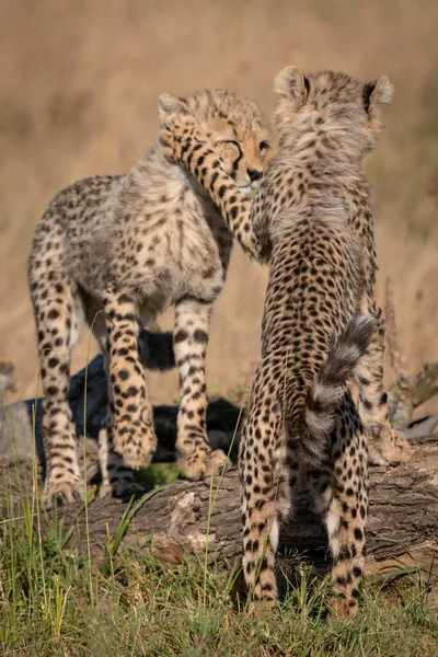 Dos Cachorros Guepardo Juegan Peleando Troncos — Foto de Stock