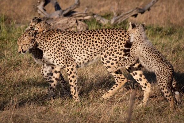 三只幼崽袭击在大草原上行走的猎豹 — 图库照片