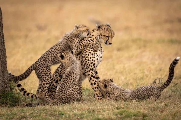 Tre Cuccioli Giocano Con Ghepardo Erba — Foto Stock