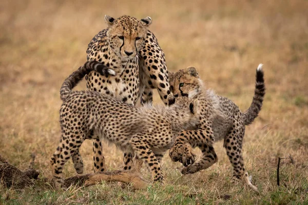 Due Cuccioli Ghepardo Giocano Combattere Con Madre — Foto Stock