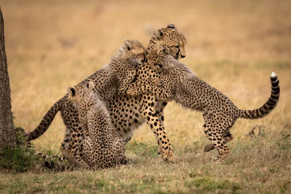 Tre Cuccioli Giocano Con Ghepardo Sull Erba — Foto Stock