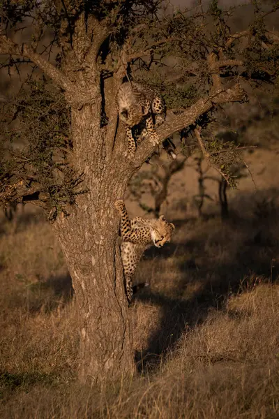 Zwei Gepardenbabys Spielen Zusammen Baum — Stockfoto