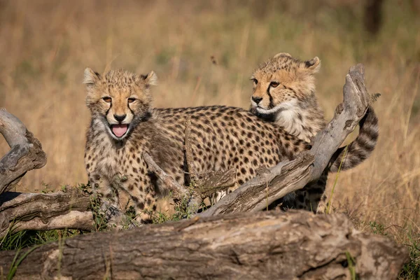 Two Cheetah Cubs Stand Dead Log — Stock Photo, Image