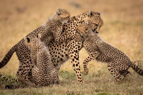 Drie Cubs Spelen Met Cheetah Gras — Stockfoto
