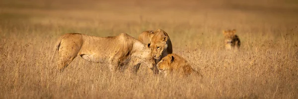 Trois Lions Noient Dans Herbe — Photo