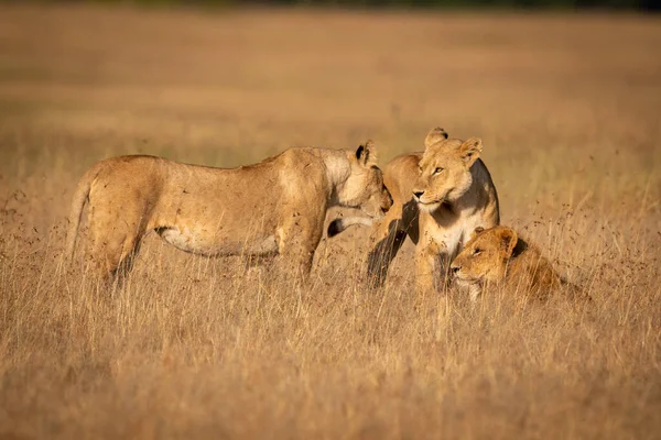 Τρία Λιοντάρια Στέκεται Και Ξαπλωμένοι Στο Γρασίδι — Φωτογραφία Αρχείου