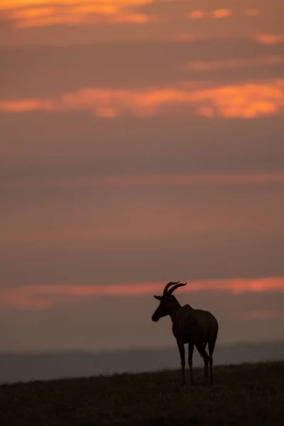 Topi Silhueta Pôr Sol Horizonte — Fotografia de Stock