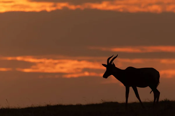 Topi Horizonte Silhueta Pôr Sol — Fotografia de Stock