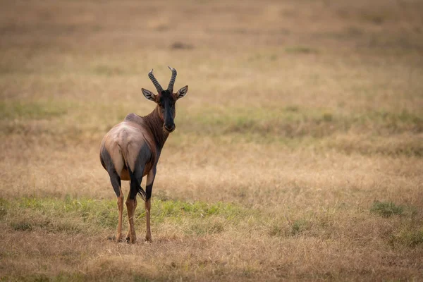 Topi Savana Olhando Para Câmera — Fotografia de Stock