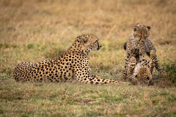Két Cheetah Cubs Játszani Harc Mellett Anya — Stock Fotó