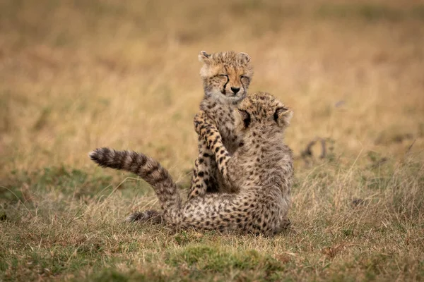 Dois Filhotes Chita Jogar Luta Grama — Fotografia de Stock