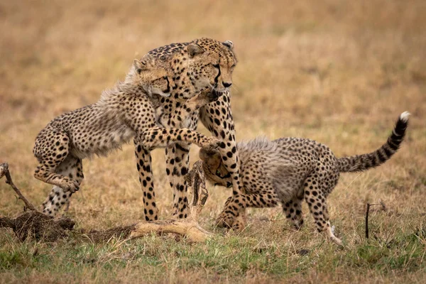 Dois Filhotes Chita Jogar Luta Com Mãe — Fotografia de Stock