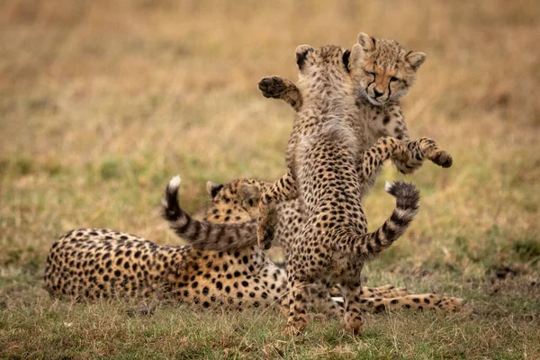 Çita Yavrularını Başka Bir Mücadele Oynamak — Stok fotoğraf