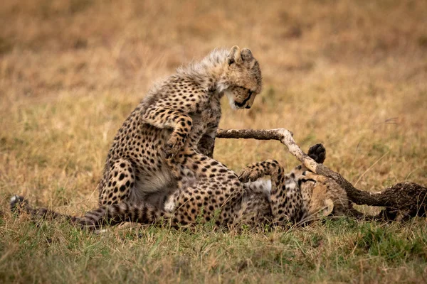 Dois Filhotes Chita Jogar Lutando Lado Ramo — Fotografia de Stock