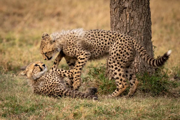 两只猎豹幼崽在树边打架 — 图库照片