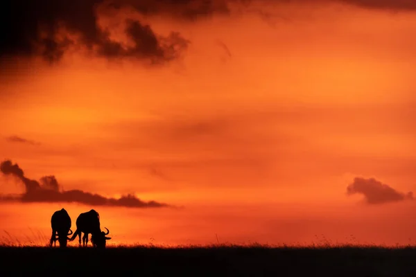 Deux Gnous Bleus Silhouettes Contre Ciel Orange — Photo