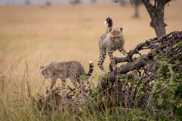 Twee Cheetah Welpen Klimmen Dode Boom — Stockfoto