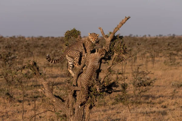 Dwa Szczeniaki Cheetah Wspiąć Się Drzewo Sawannie — Zdjęcie stockowe