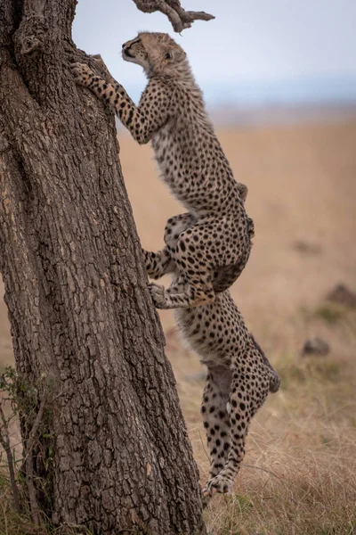 Çita Yavrularını Savannah Ağaç Tırmanma — Stok fotoğraf