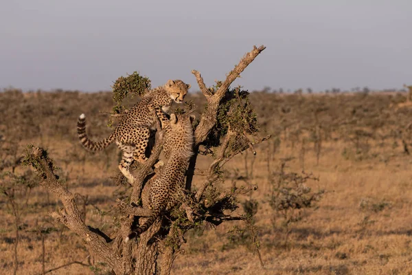 Dua Anak Cheetah Memanjat Pohon Sabana — Stok Foto