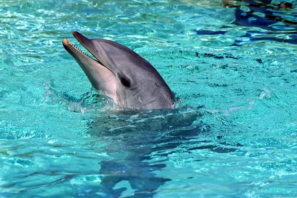 Botella Sonriente Delfín Nosed Agua Azul — Foto de Stock