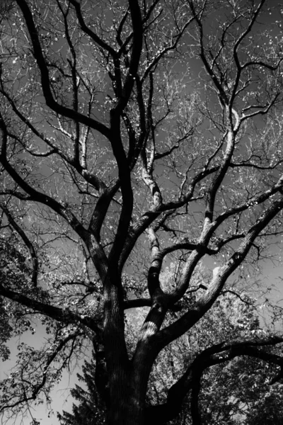 Foto Blanco Negro Del Árbol — Foto de Stock