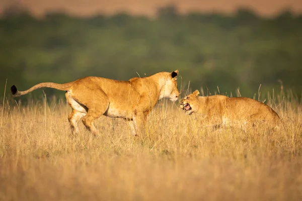 Twee Lionesses Het Lange Gras Spelen Vechten — Stockfoto
