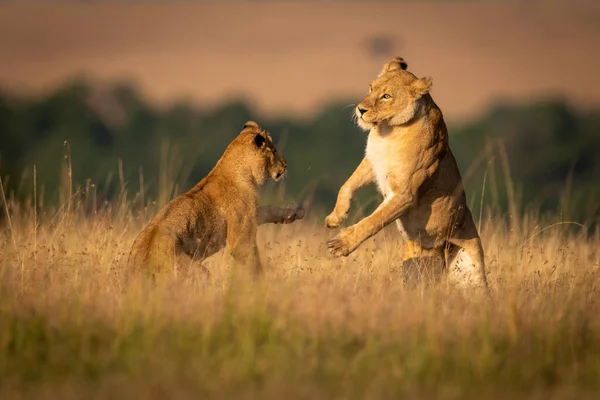 Duas Leoas Patas Traseiras Jogar Luta — Fotografia de Stock