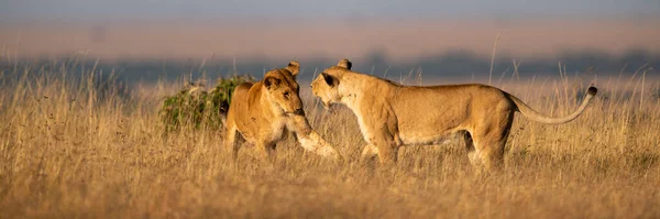 Zwei Löwinnen Kämpfen Langen Gras — Stockfoto