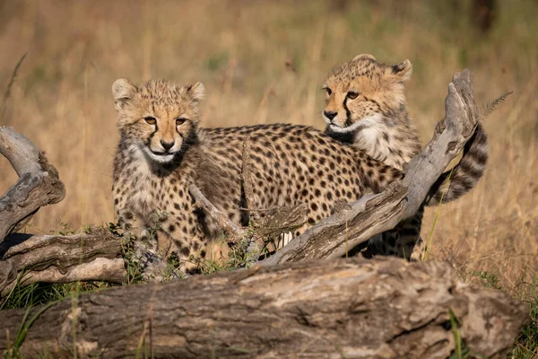 Δύο Τσίτα Cubs Που Στέκεται Πίσω Από Νεκρά Καταγραφής — Φωτογραφία Αρχείου