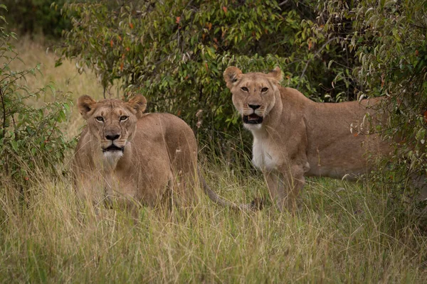 Twee Lionesses Staan Struiken Geconfronteerd Met Camera — Stockfoto