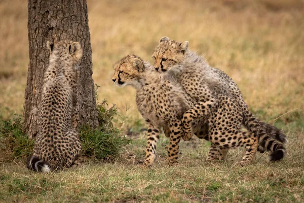 Çita Yavrularını Yanında Bir Defada Güreş — Stok fotoğraf