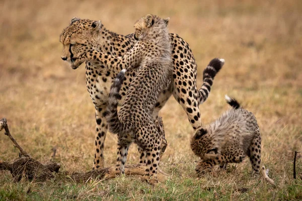 Dois Filhotes Chita Lutam Com Sua Mãe — Fotografia de Stock