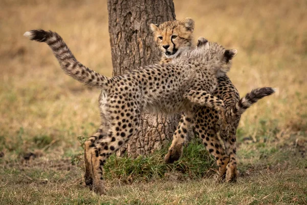 Dois Filhotes Chita Lutando Por Tronco Árvore — Fotografia de Stock