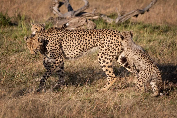 Dua Anaknya Melompat Cheetah Rumput — Stok Foto