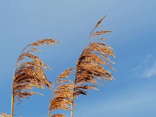 Golden Reed Seed Heads Blowing Breeze Blue Sky — Stock Photo, Image
