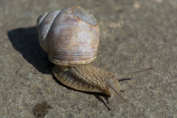 Római Csiga Helix Pomatia Helix Pomatia Rómaiak Közönséges Neve Burgundiaiak — Stock Fotó