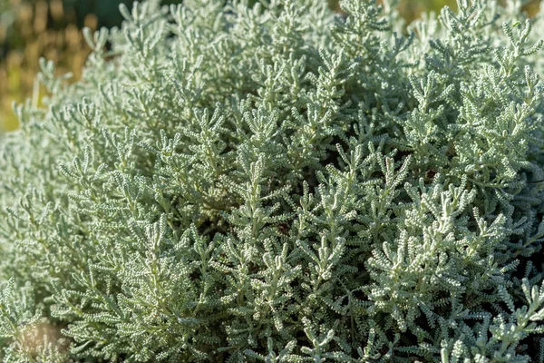 Bir Zeytin Çalı Closeup — Stok fotoğraf