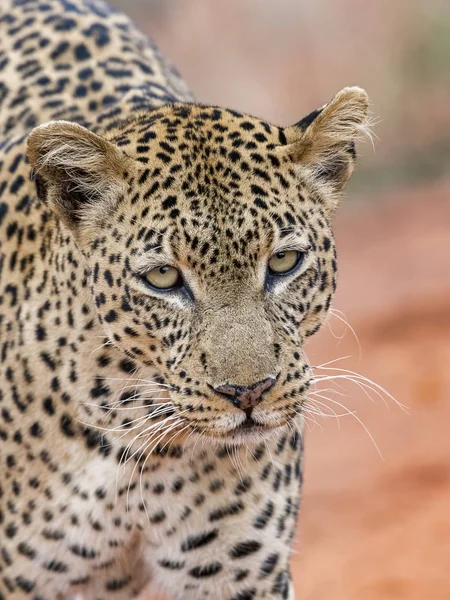 Leopar Panthera Pardus Hayvan Portresi Tsavo West National Park Kenya — Stok fotoğraf