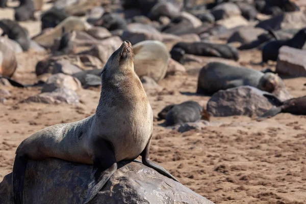 Obrovské Kolonie Lachtan Jihoafrický Wildlife Safari Cape Cross Namibie — Stock fotografie