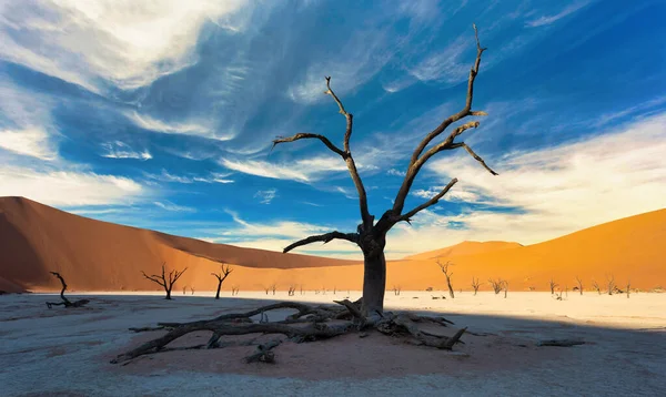 美しい朝の色とナミブ砂漠の隠された死んで Vlei 景観におけるデッド アカシア 青い空 ナミビアの谷で死んだアカシアの木 — ストック写真