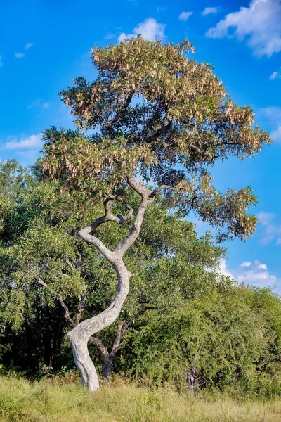 Типичный Африканский Пейзаж Красивым Изогнутым Деревом Национальном Парке Bwabwata Каприви — стоковое фото